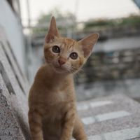 คนรักเเมว