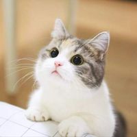 miao_miaoshop