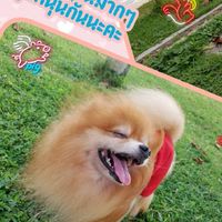 ชุดคนอ้วน by SOCH