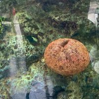 Mariculture 2/68