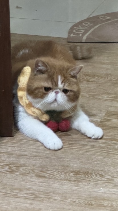 ㌨Mu🩰の貓