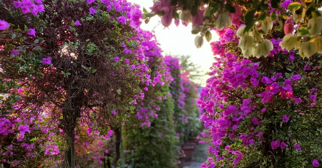 輝豐園藝 @l6223311