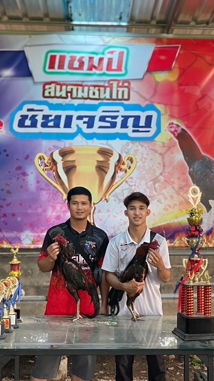 🐓🥁แบงค์ฟาร์ม ป่าก๋อยโซโล่หลัง🥁💯
