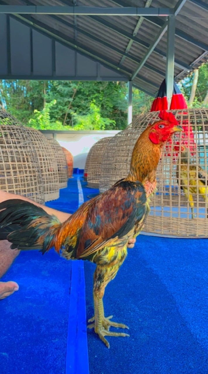 ไก่ชนคนรากหญ้า ซื้อ-ขายครบทุกสายพันธุ์ ซุ้ม อ.จรินทร์ ฟาร์ม