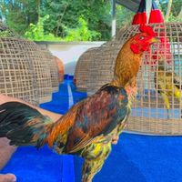 ไก่ชนคนรากหญ้า ซื้อ-ขายครบทุกสายพันธุ์ ซุ้ม อ.จรินทร์ ฟาร์ม