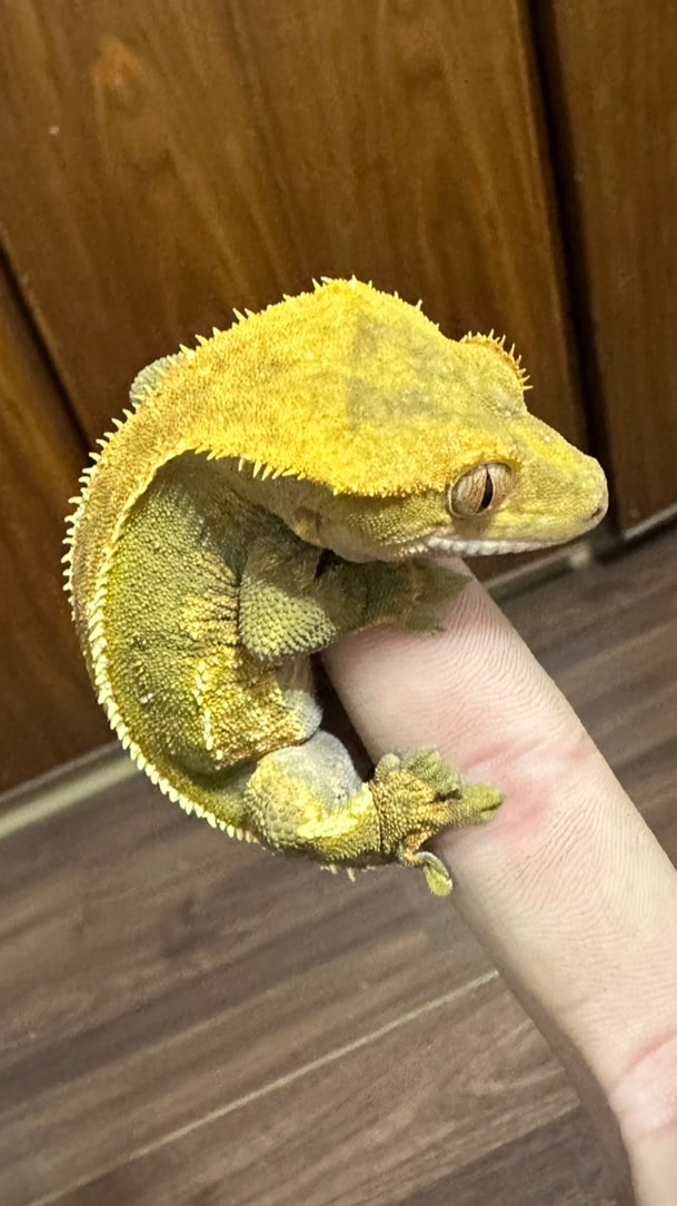 爬蟲🦎買賣
