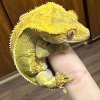 爬蟲🦎買賣