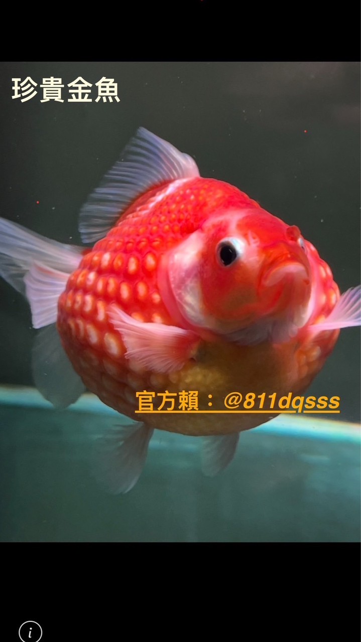 珍貴金魚