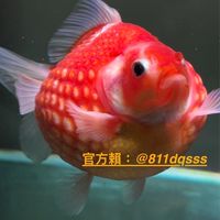 珍貴金魚
