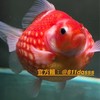珍貴金魚