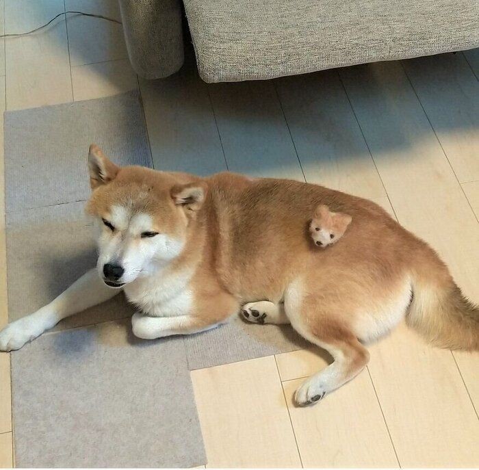 そそう や はみ出し 犬のトイレの失敗をなくす方法