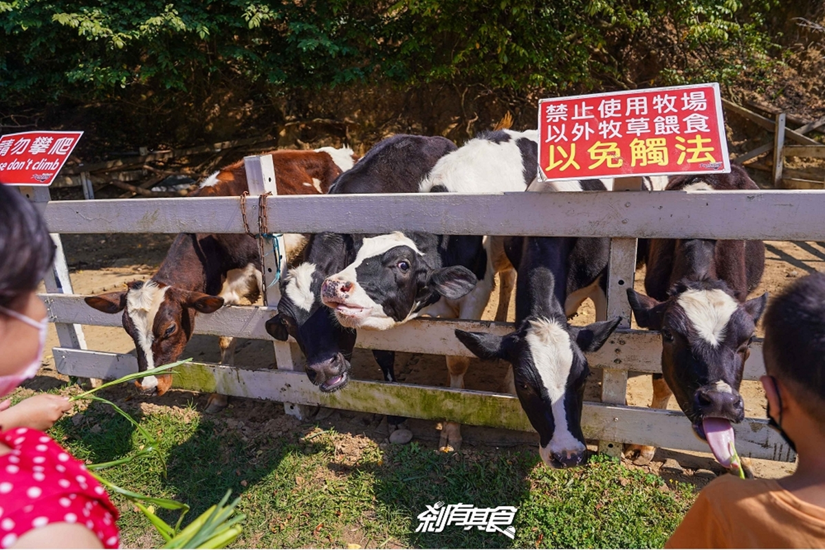 免門票！衝彰化「親子農場」近距離餵牛、遊樂區放電，消暑鮮奶霜淇淋也要買
