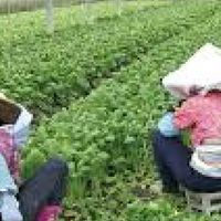 農業代工媒合平台