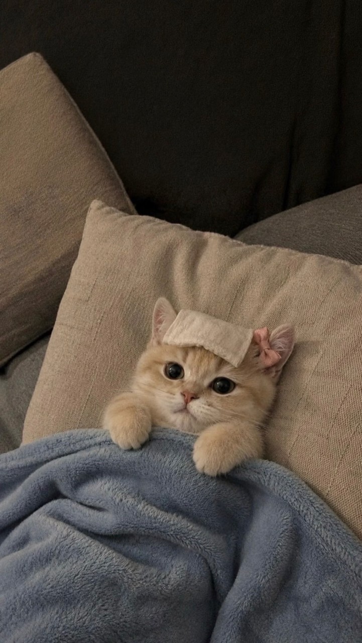 猫爪故宮院～