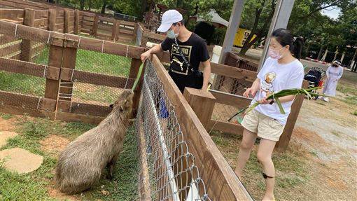 樂園微解封遊客湧埔心牧場爭看水豚 三立新聞網 Line Today