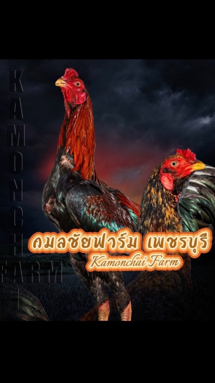 กมลชัยฟาร์ม เพชรบุรี  (กลุ่ม2)