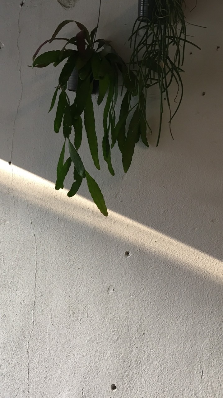 飛豬代購🇯🇵1123-1128日本北海道