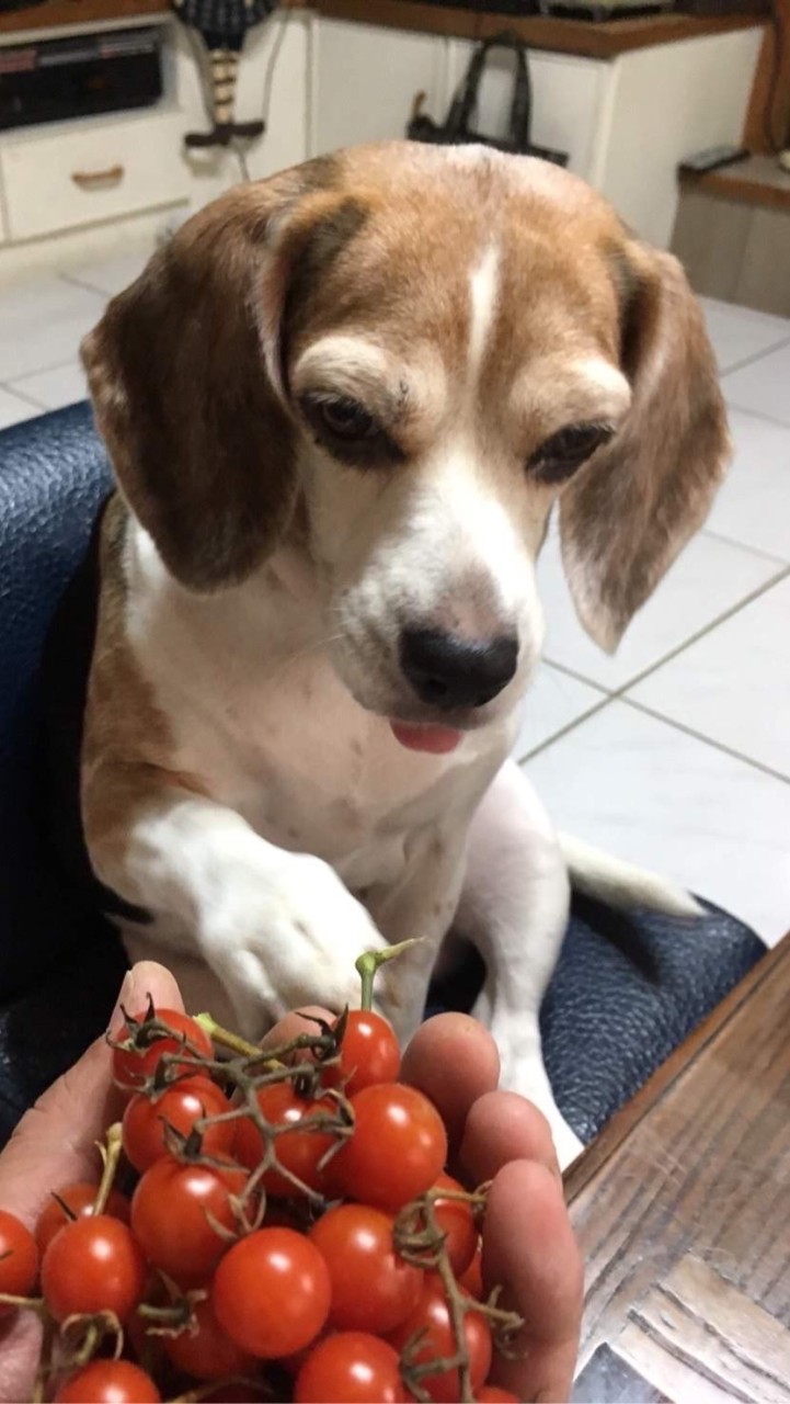魯魯的家