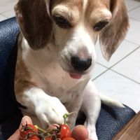 魯魯的家