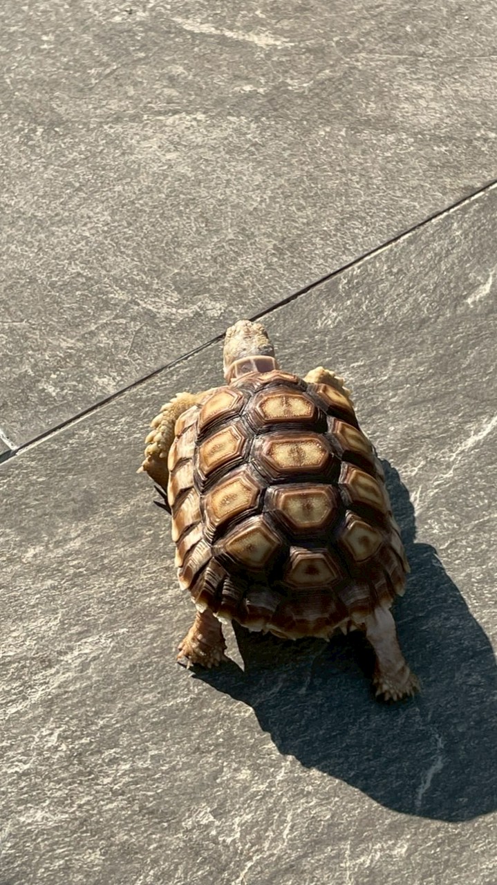 員林陸龜俱樂部