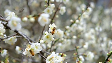 2020全台賞梅好去處 8大梅園必看特色