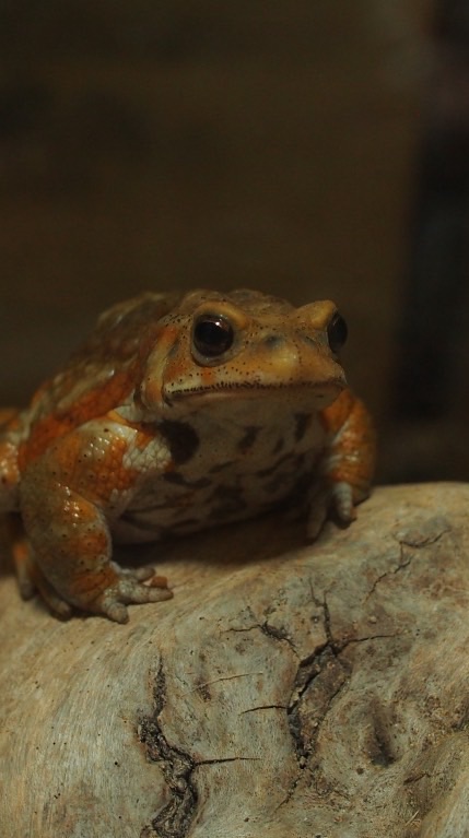 両生類・爬虫類トーク
