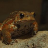 両生類・爬虫類トーク