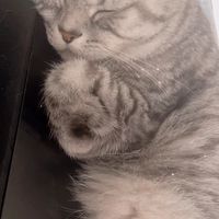 情勒小狗良