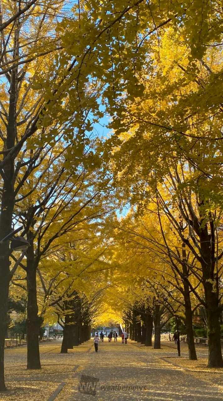 光が丘公園　ランニング