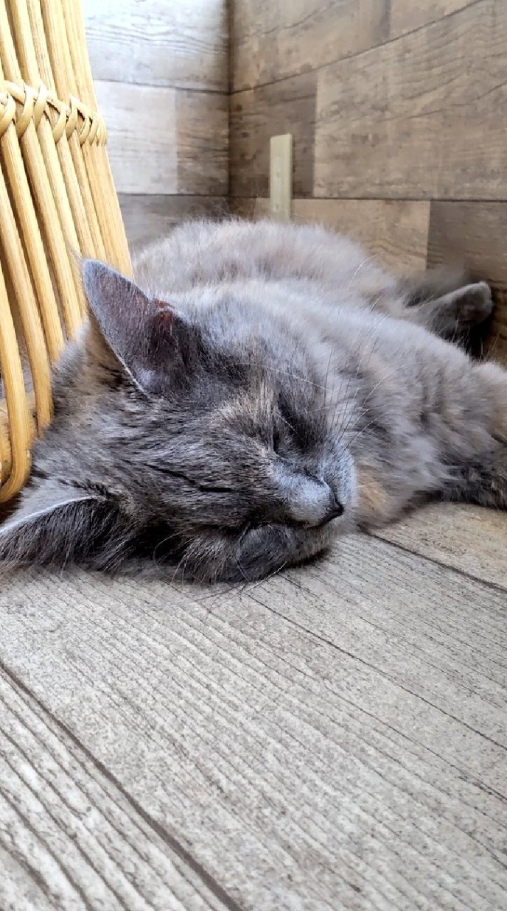 OpenChat にゃんたろーの部屋