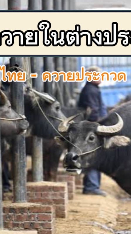ควายไทย ควายประกวด ควายงาม