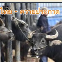 ควายไทย ควายประกวด ควายงาม