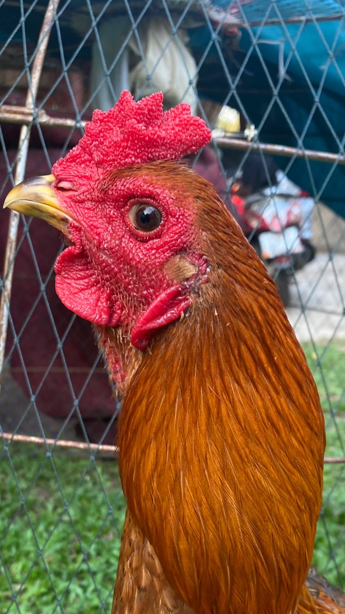 ทินกรฟาร์ม