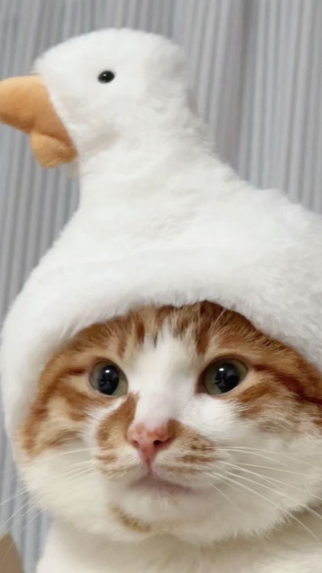 小鵝鵝🪿台中租屋住家店面