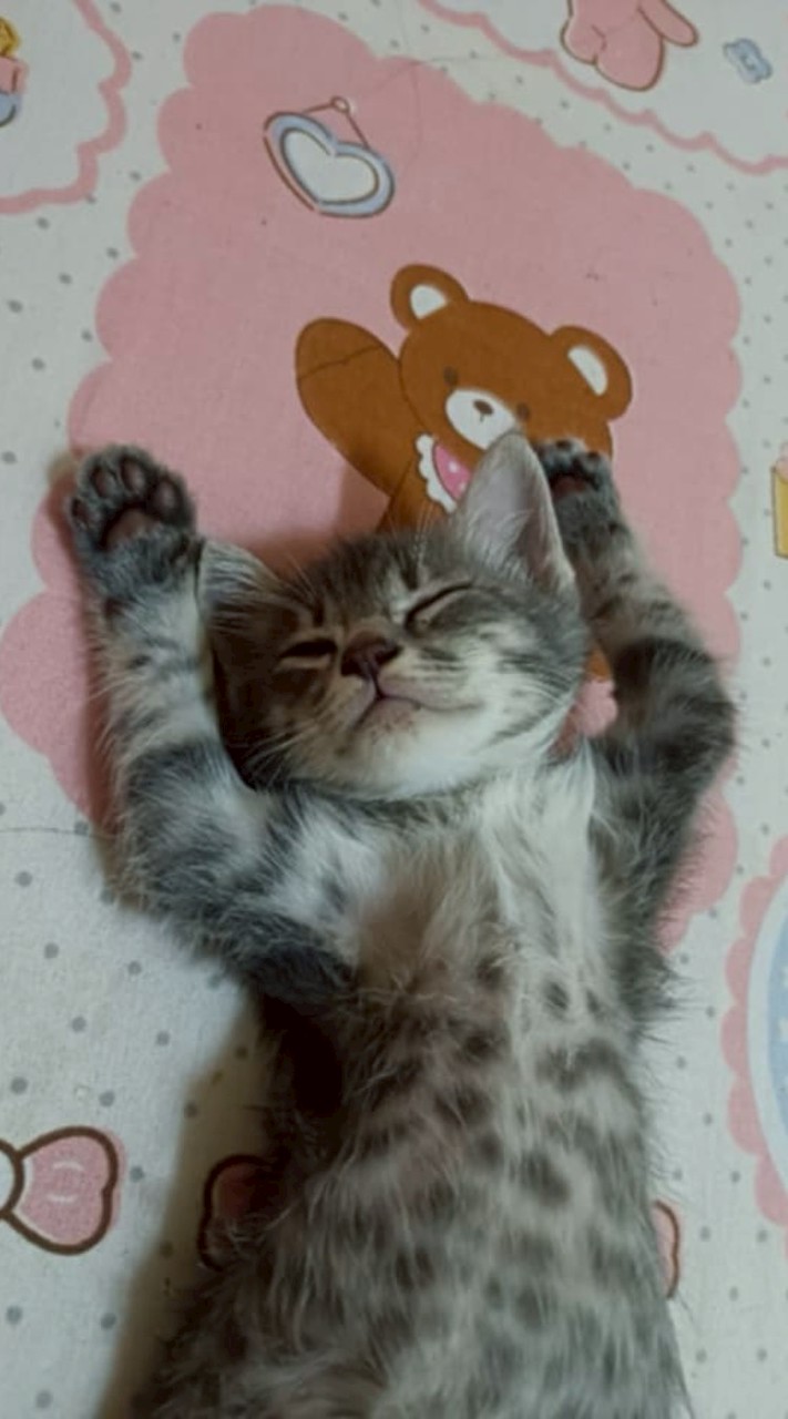 🦐🦑🪼แบงค์อาหารทะเล ราคาส่ง🦪🐟🦀