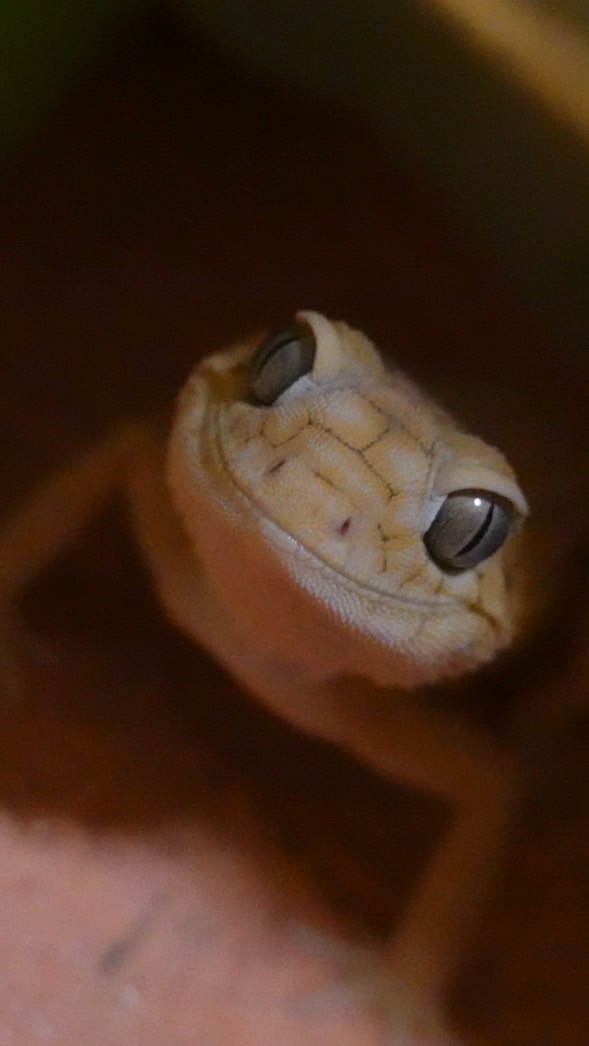 Gecko陳大叔養爬