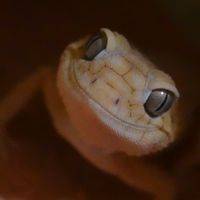 Gecko陳大叔養爬