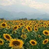 🎗️Be a friend🎗️友達になろうよ【関東】40代以上