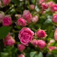 お花好きさん、観葉植物好きさん。園芸好きさん。ガーデニング好きさん。会話なしでもOK。