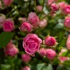 お花好きさん、観葉植物好きさん。園芸好きさん。ガーデニング好きさん。会話なしでもOK。