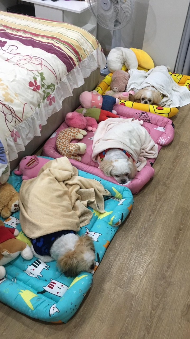 โรงงานผลิตที่นอนเด็กและที่นอนหมาแมว