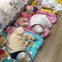 โรงงานผลิตที่นอนเด็กและที่นอนหมาแมว