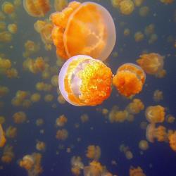 **航空公司:CI中華航空航班時間:桃園國際機場/柯洛機場CI02813:35-18:20柯洛機場/桃園國際機場CI02719:10-22:05*以下為本行程預訂的航空班機及飛航路線，實際航班以團體確