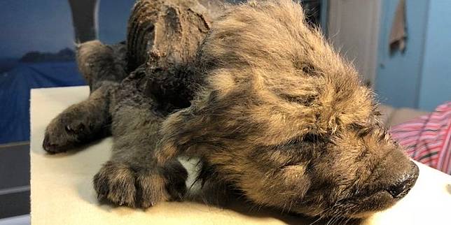 Langka Ahli Temukan Seekor Anak Anjing Utuh Berusia 18 000 Tahun