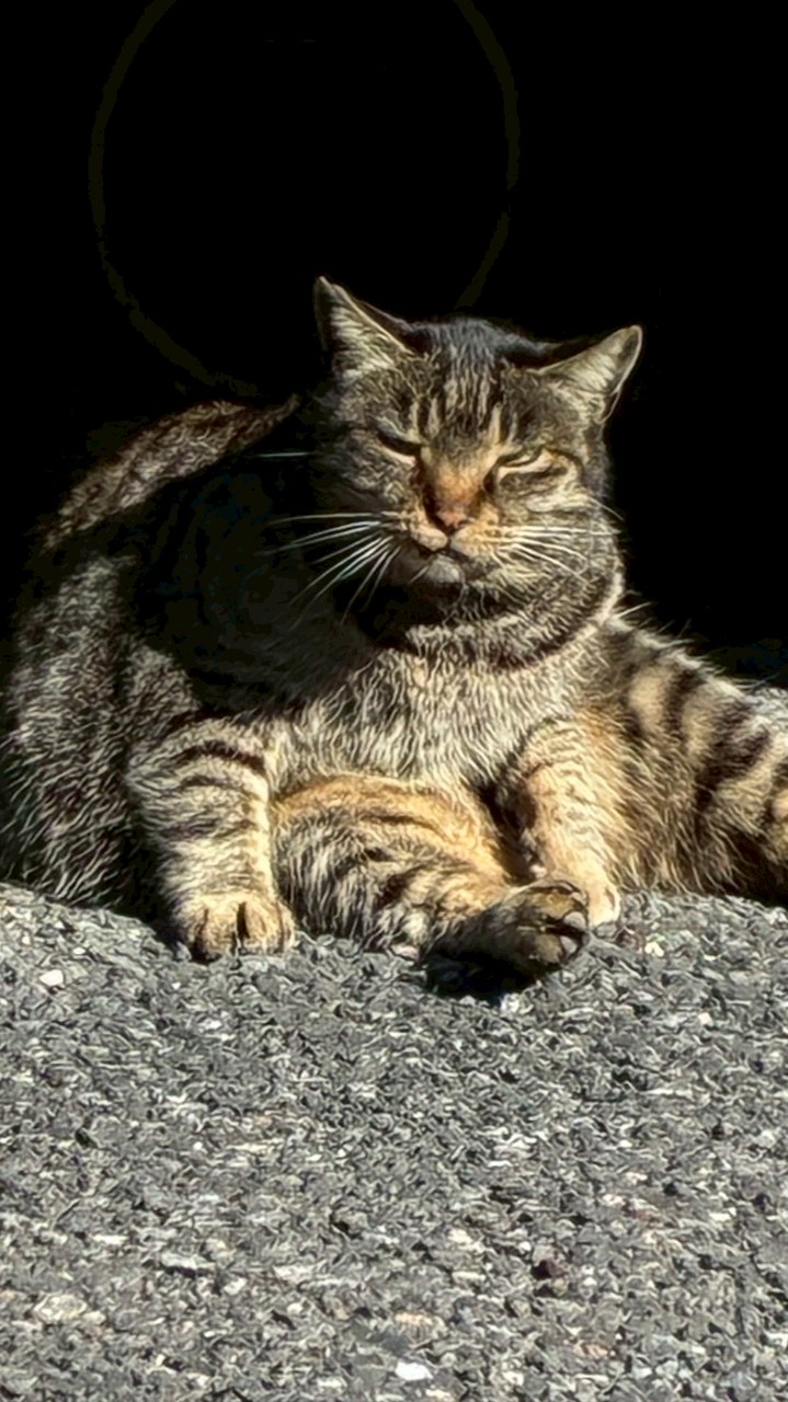 猫派を増やそうの会