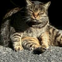 猫派を増やそうの会