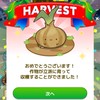 カウシェでお得をゲット♥️みんなで一緒に、食物を育てよう🍅🧅🍠お得部屋2️⃣