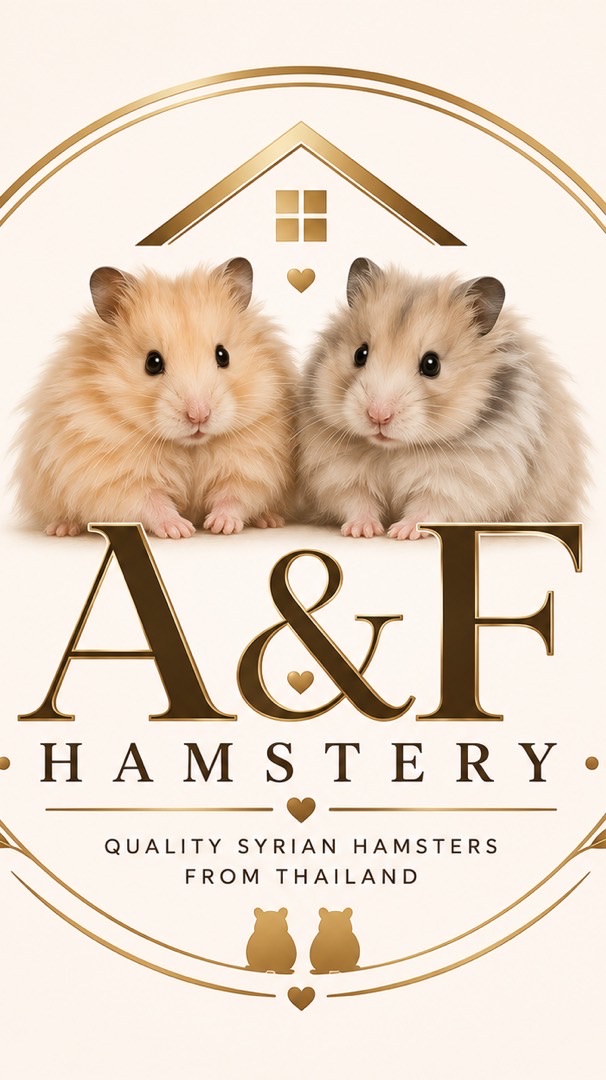 A&F HAMSTERY สำหรับพูดคุย อัพเดรทเด็กๆ สามารถพูดคุย