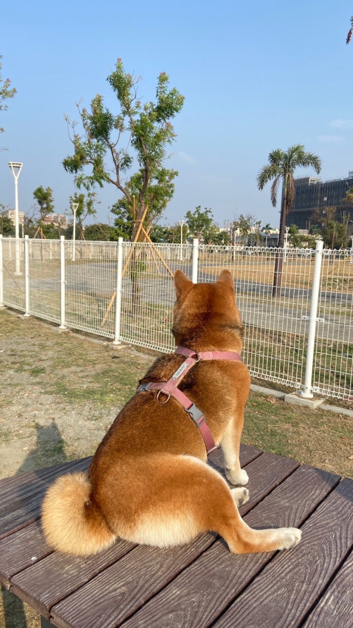 高雄夢時代寵物公園