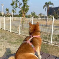高雄夢時代寵物公園